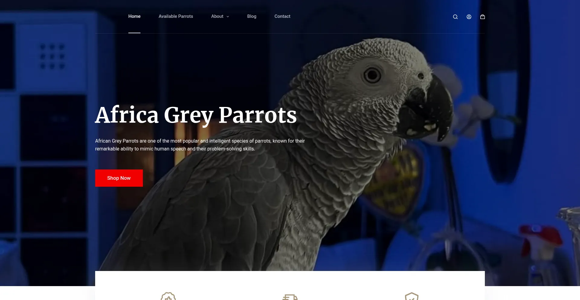 Africagreyparrots.com