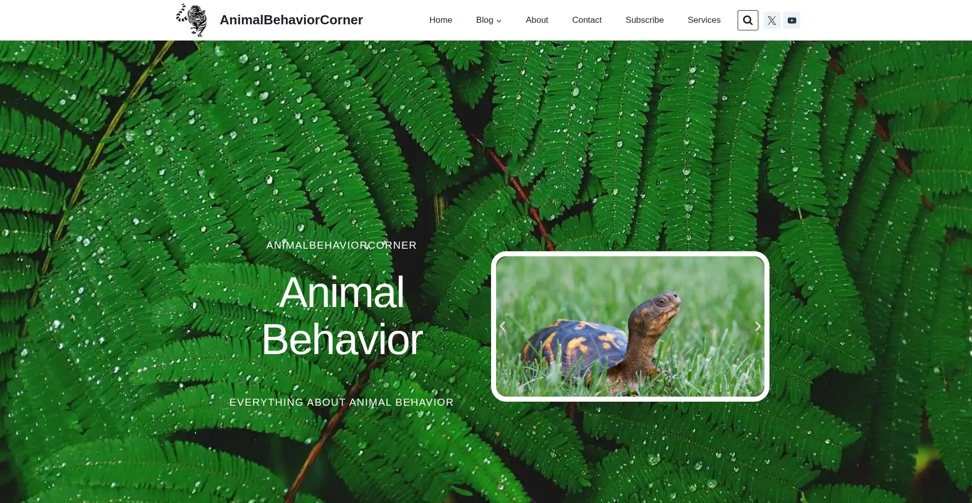 Animalbehaviorcorner.com Screenshot