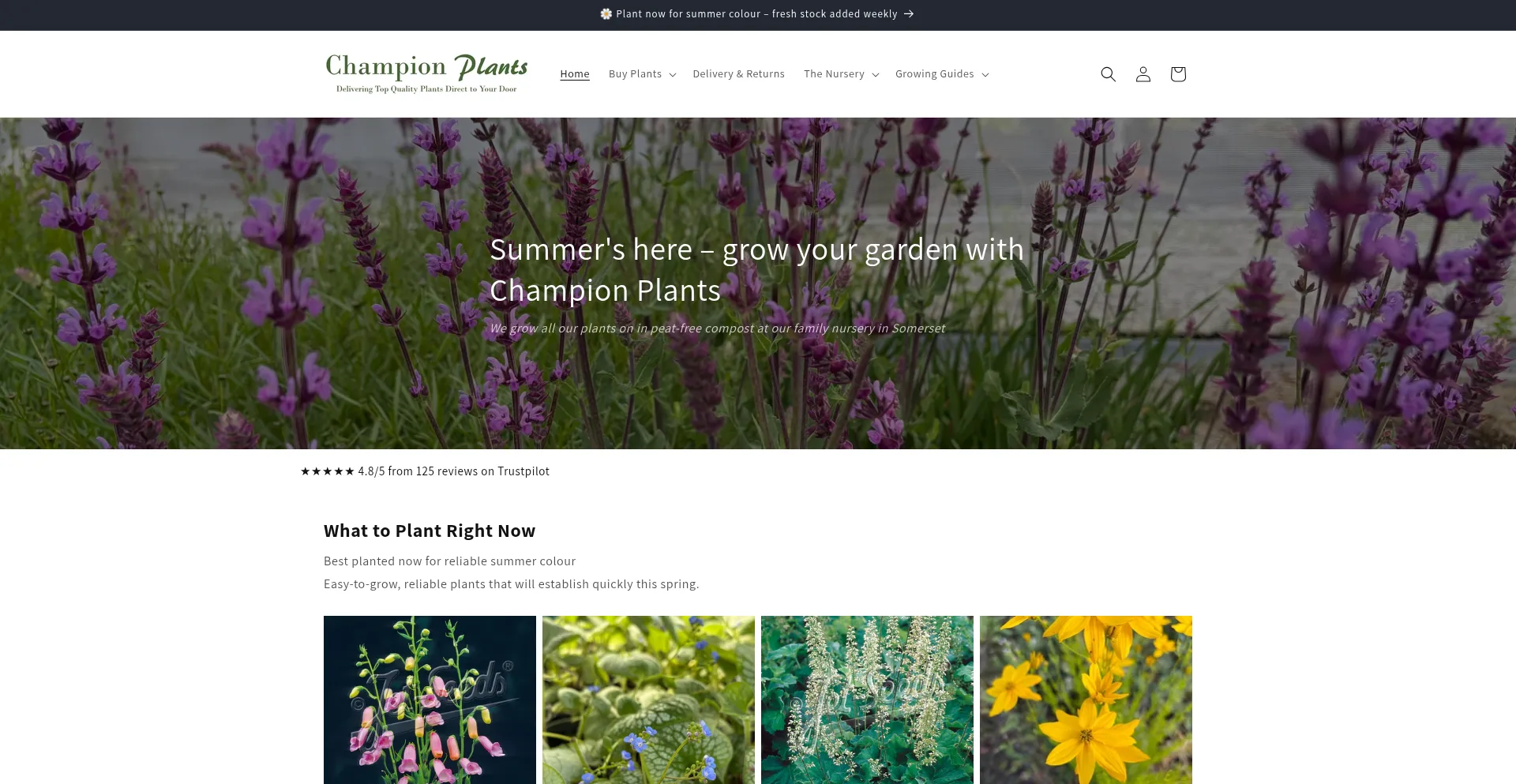 Championplants.co.uk