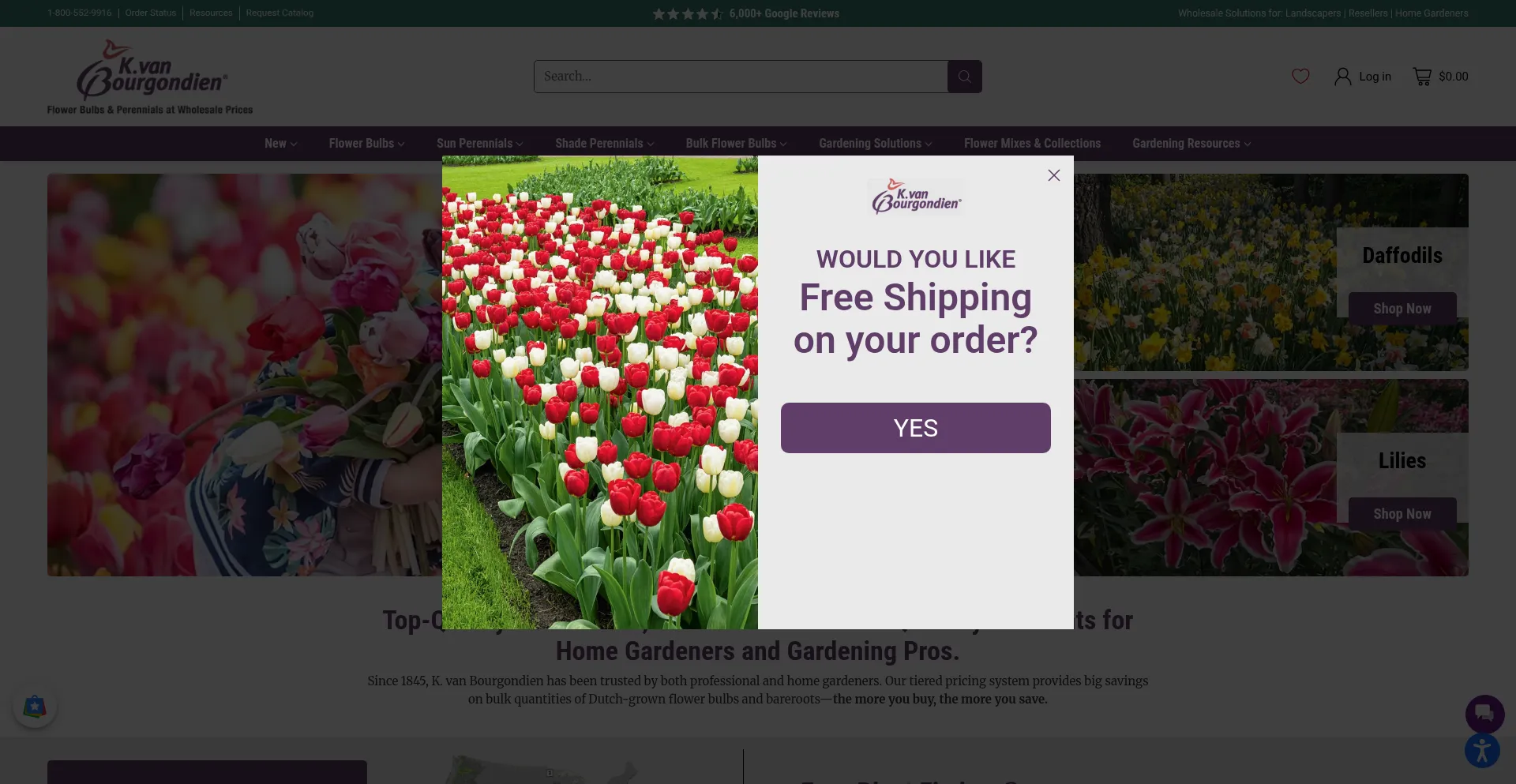 Dutchbulbs.com