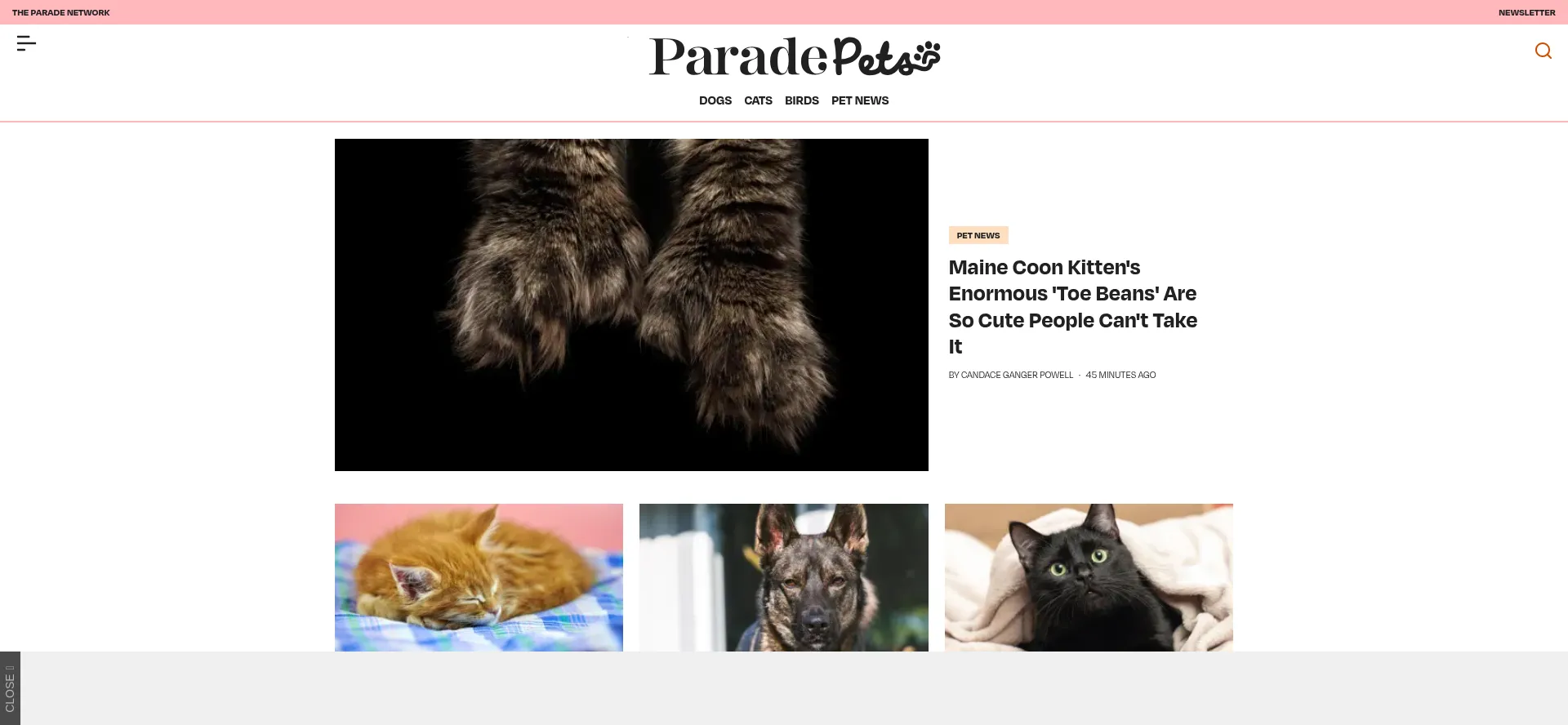 Is Paradepets.com Safe?