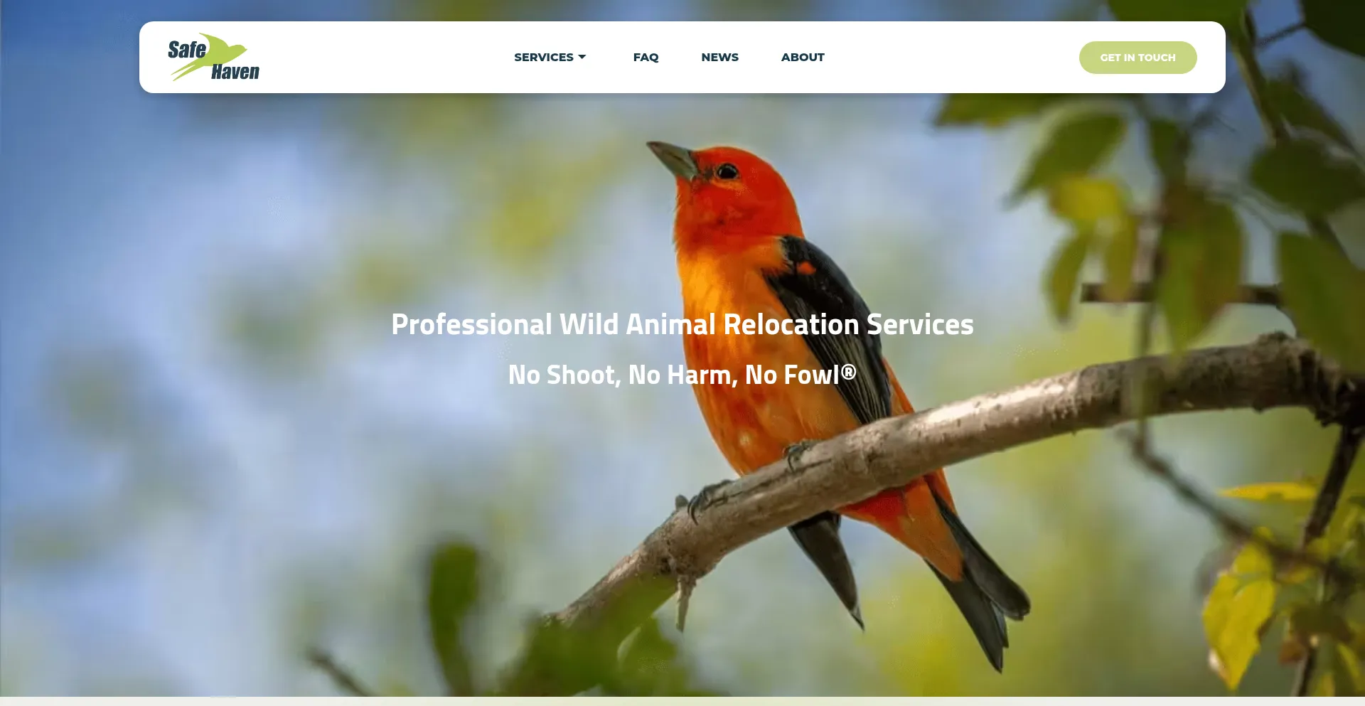 Safehavenaviangroup.com