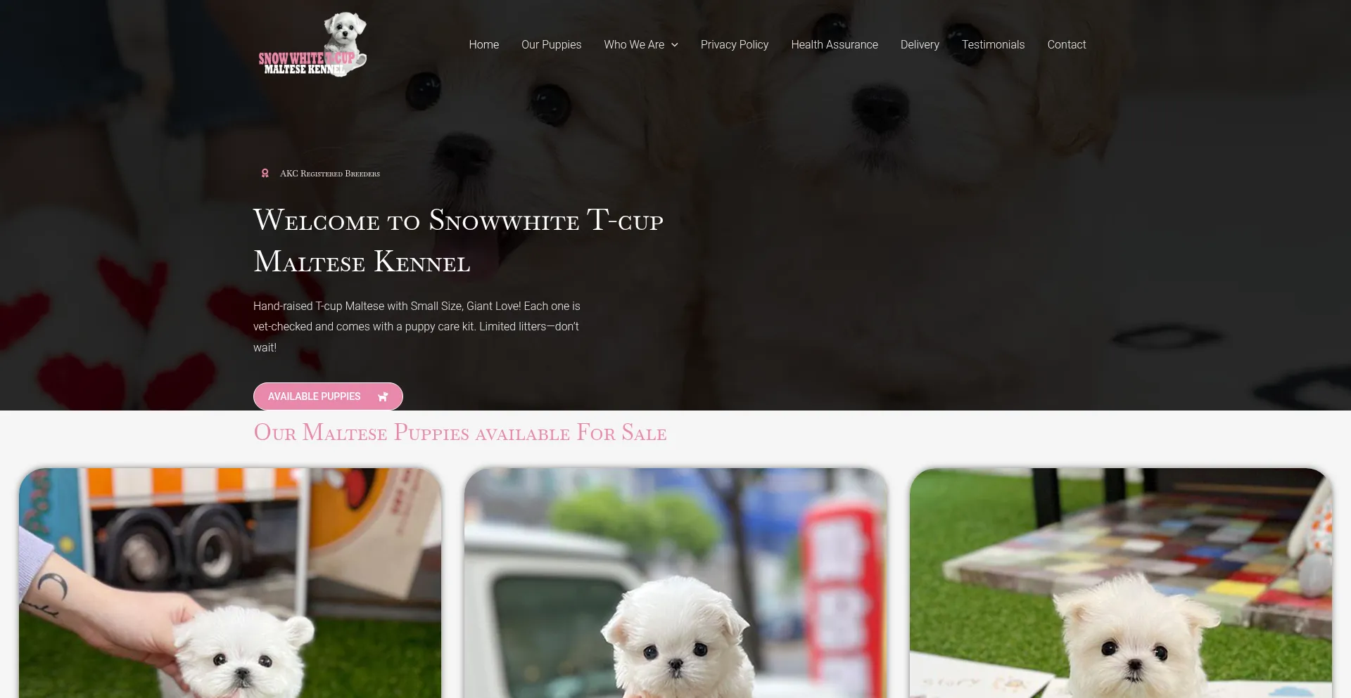 Snowwhitet-cupmaltesekennel.com