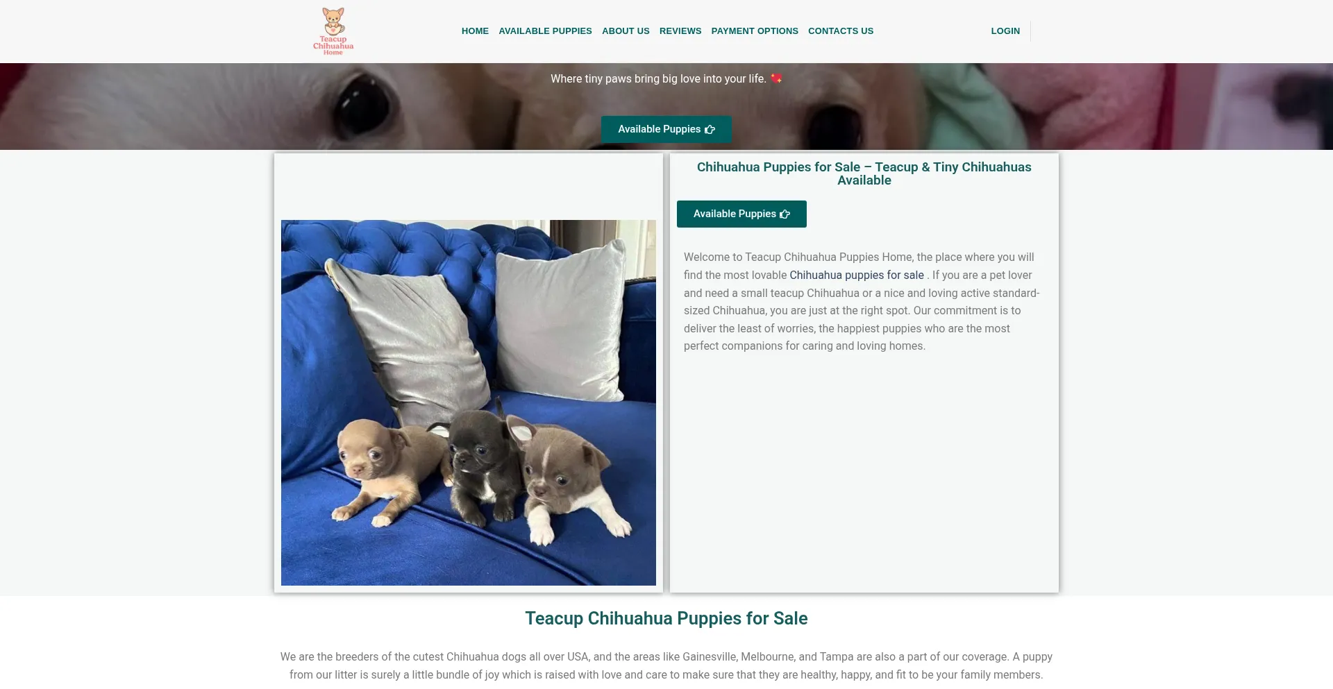 Teacupchihuahuapuppieshome.com